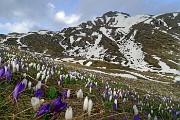 91 Zafferano alpino (Crocus albiflorus) con Sodadura